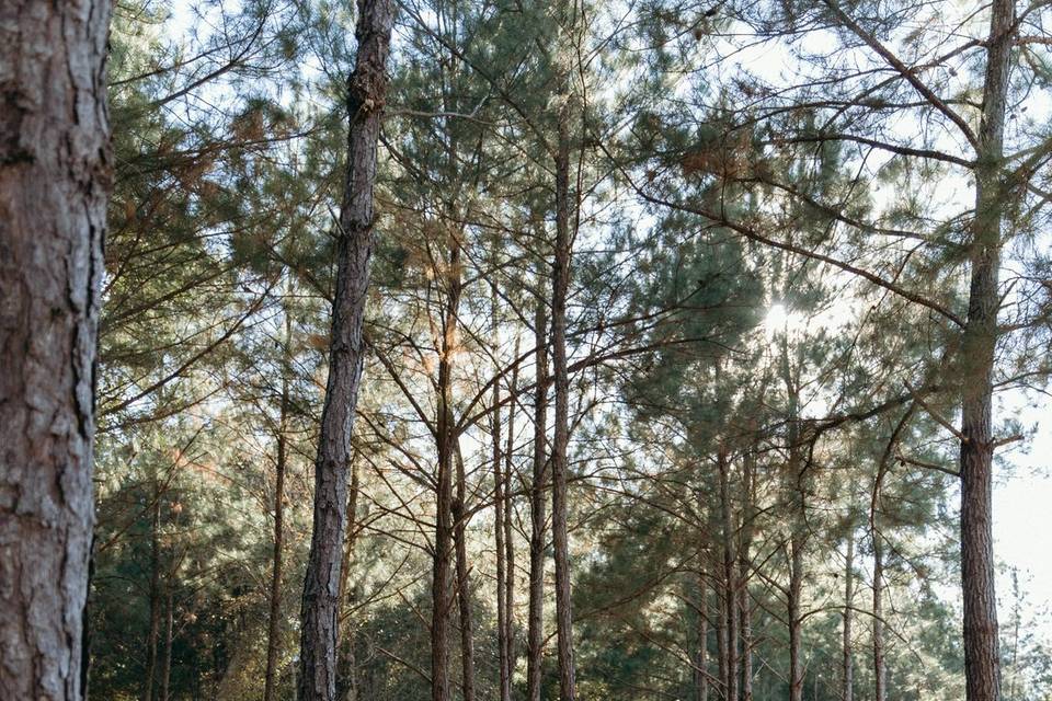 Pure Meadow Photography