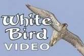 White Bird Video