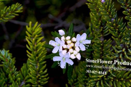 Stone Flower Productions