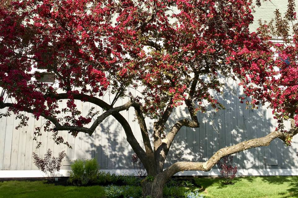 Flowering Trees