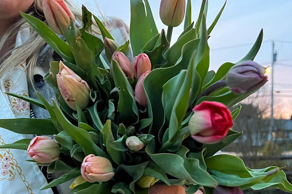 Tulip beauty