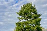 Giant Pine April 2023