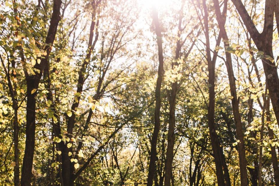 Woods
