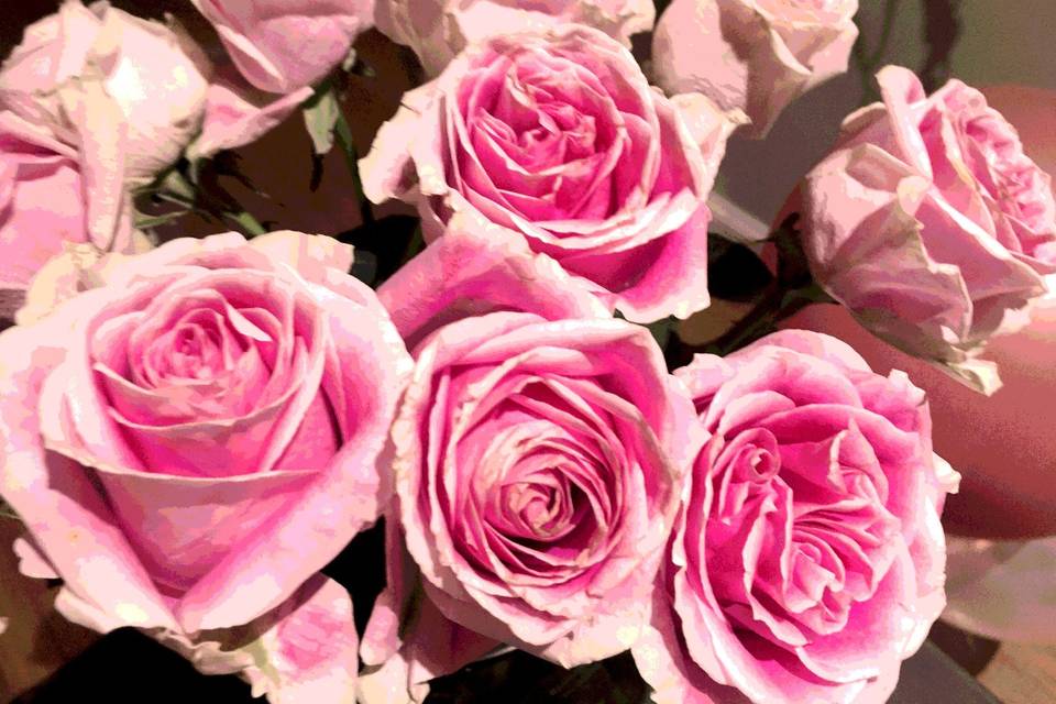 Pink Roses