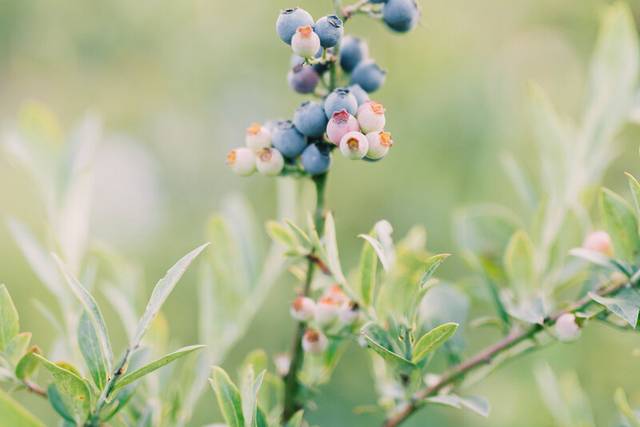 Fresh blueberries