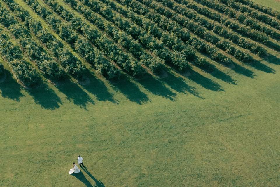 The Blueberry Field
