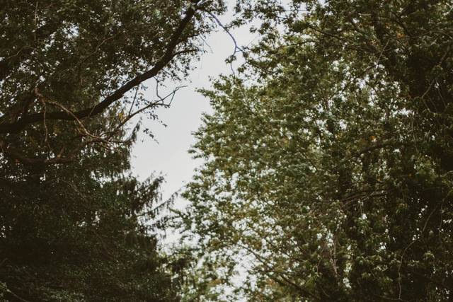 The woods