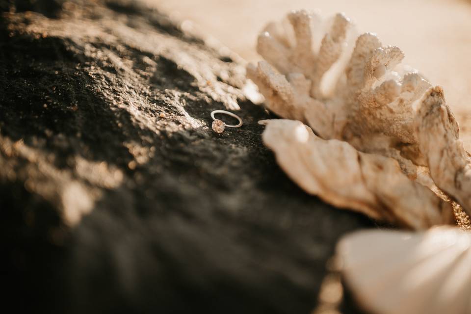 Coral and rocks