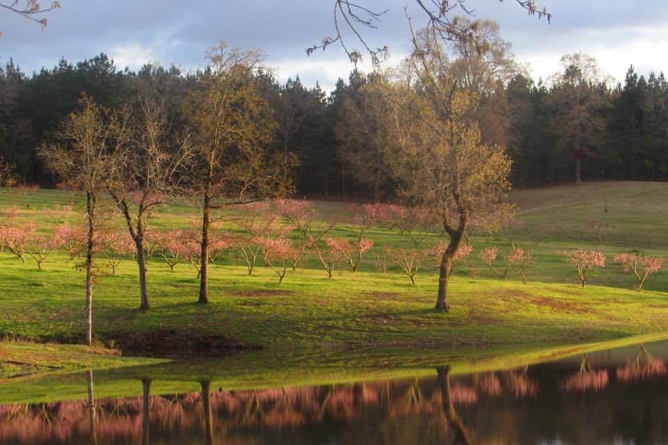 The Venue at Orchard Farms