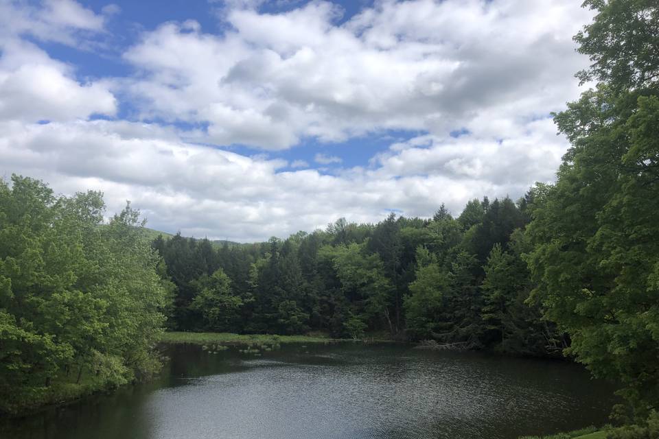 Summer pond