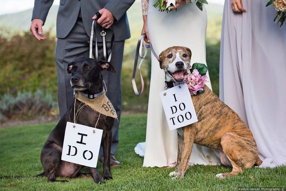 Dogs like weddings!