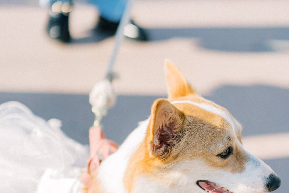PET IS FAMILY