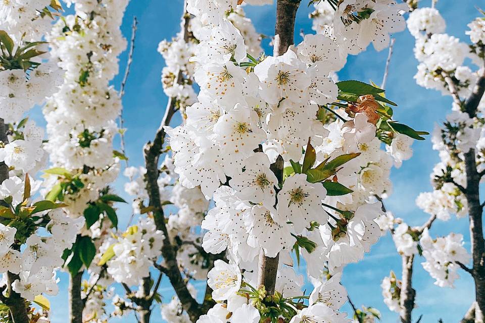 Sonoma blooms