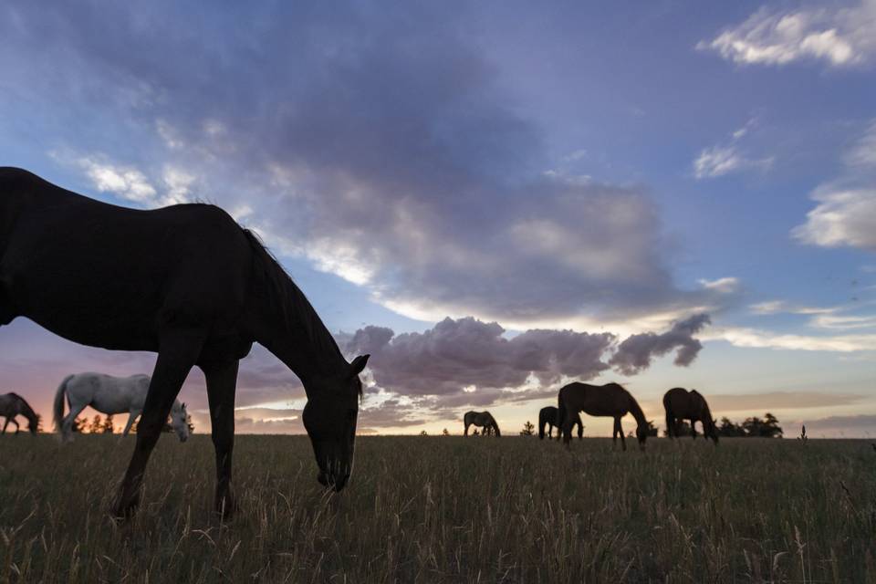 Horses