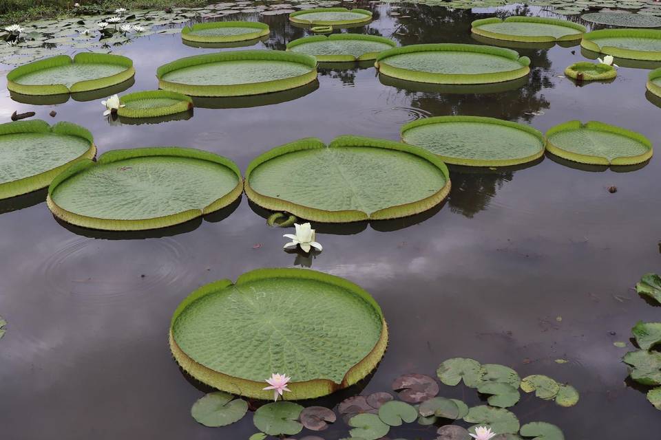 Lotus pond