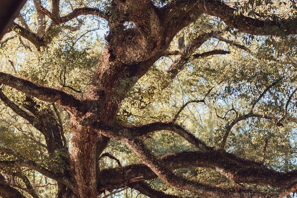 Grand oak tree