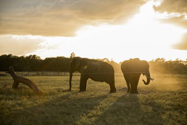 Ivory Acres