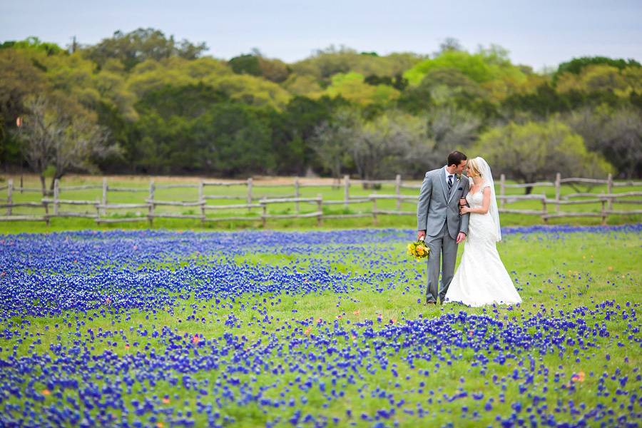 Field of Bluebonnets