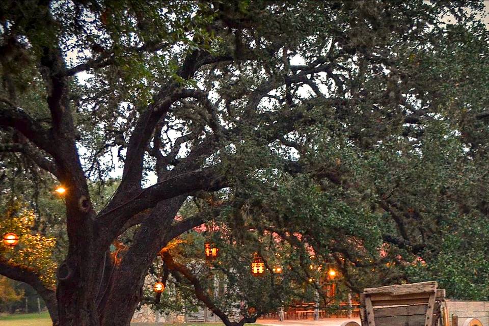 Beautiful Old Oak Trees