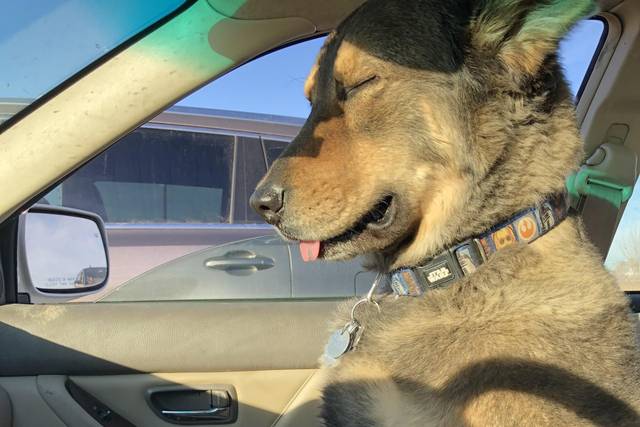 Dioji nappin