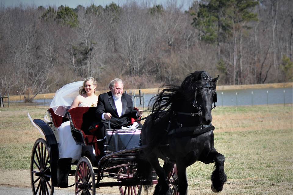 Friesian horse drawn wedding carriage