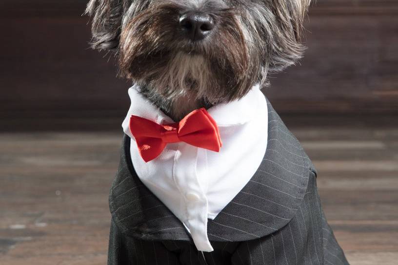 Dog tuxedo