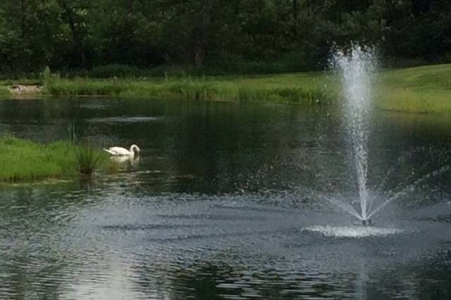 Pond view - with a visit from a swan
