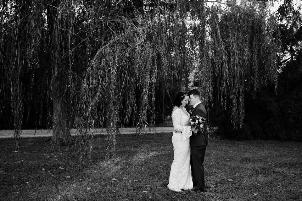 Gorgeous Willow Tree backdrop