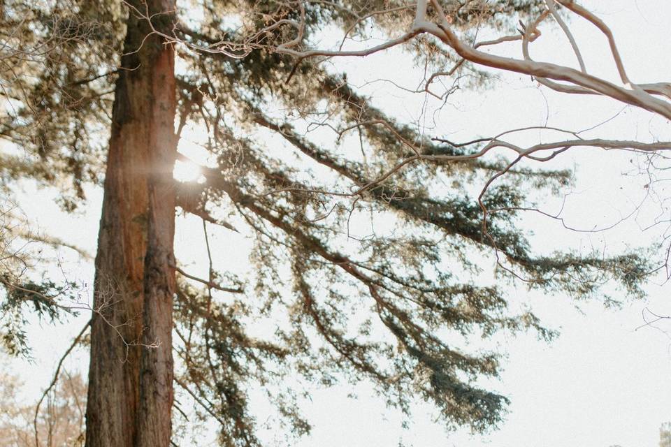 Botanical garden elopement