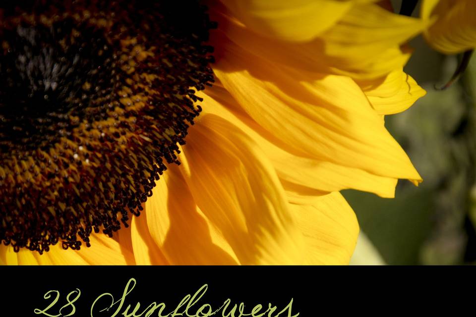 28 Sunflowers Photography
