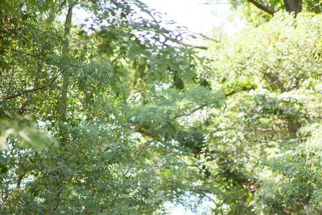 Julie Lippert Photography