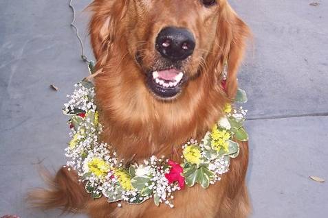 Doggy Flower GirlSo Adorable!