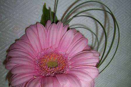 Vellum Cone with Gerbera Daisies