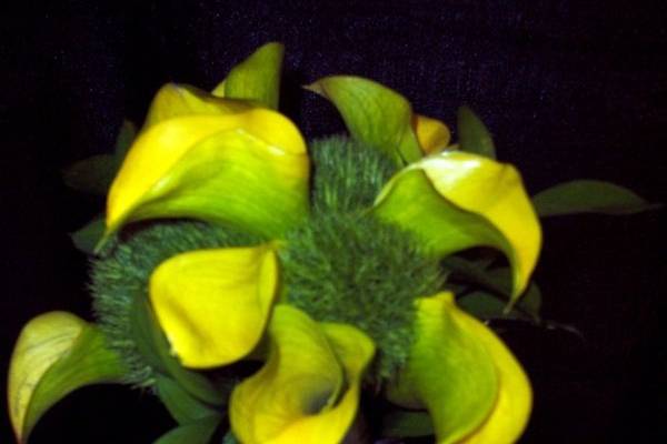Yellow Calla Lilies and Variegated Leaf Stem Wrap