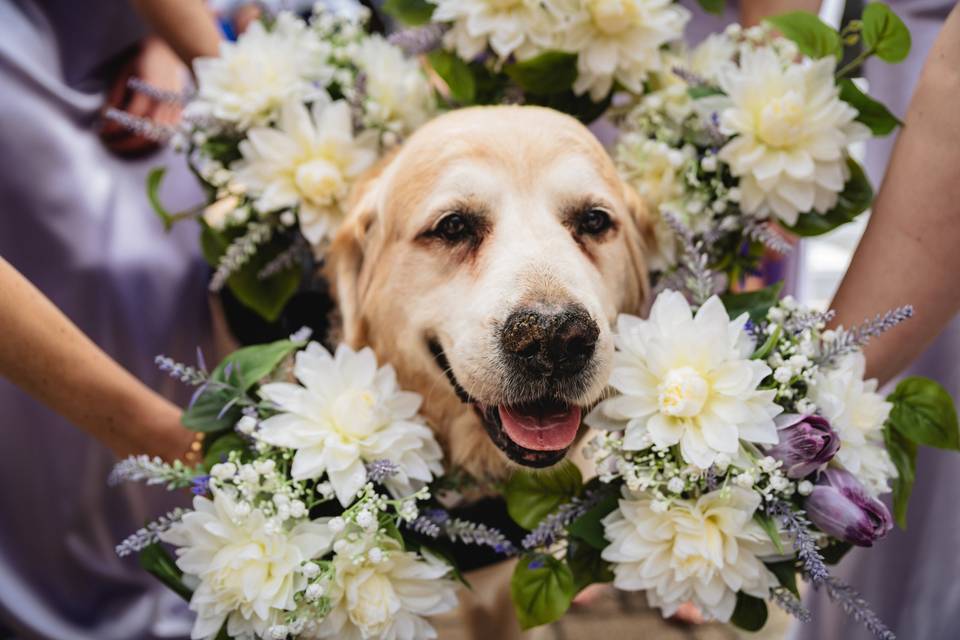 A dog with wedding flowers
