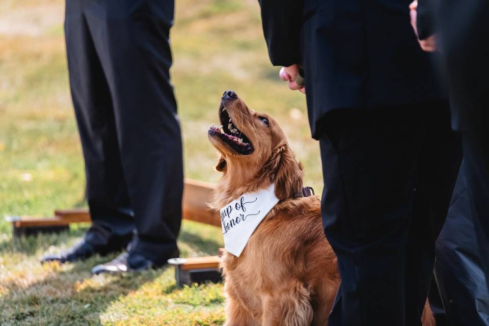 Pup of honor