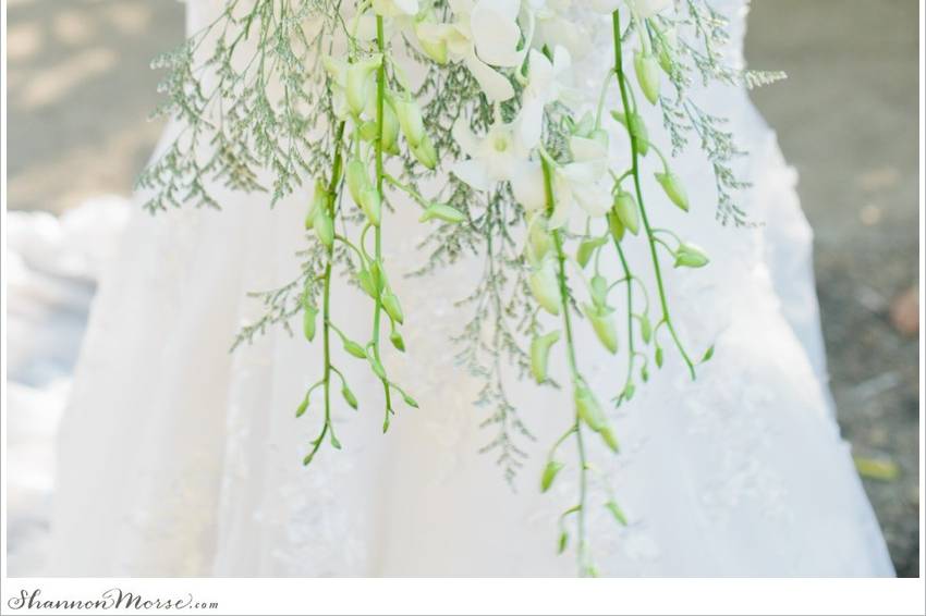 Shannon Morse Photography