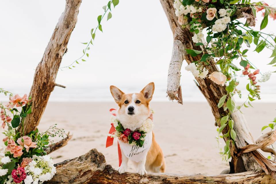 Wedding Dog Bandana