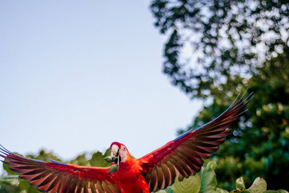 Playa Blanca, Costa Rica