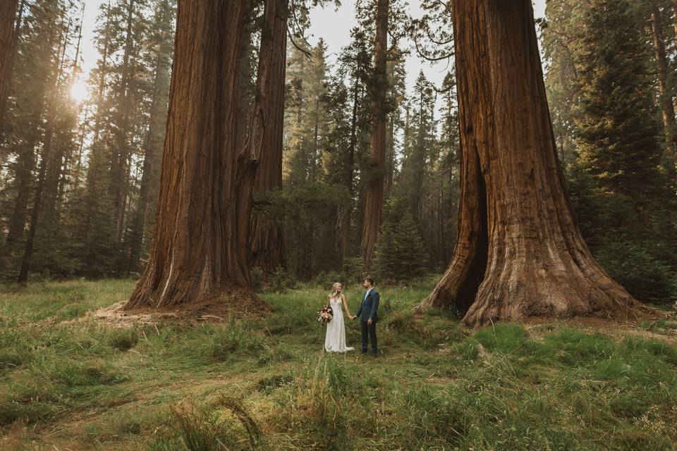 Sequoia National Park wedding