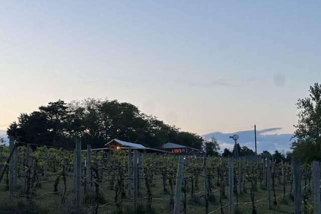 Vineyard