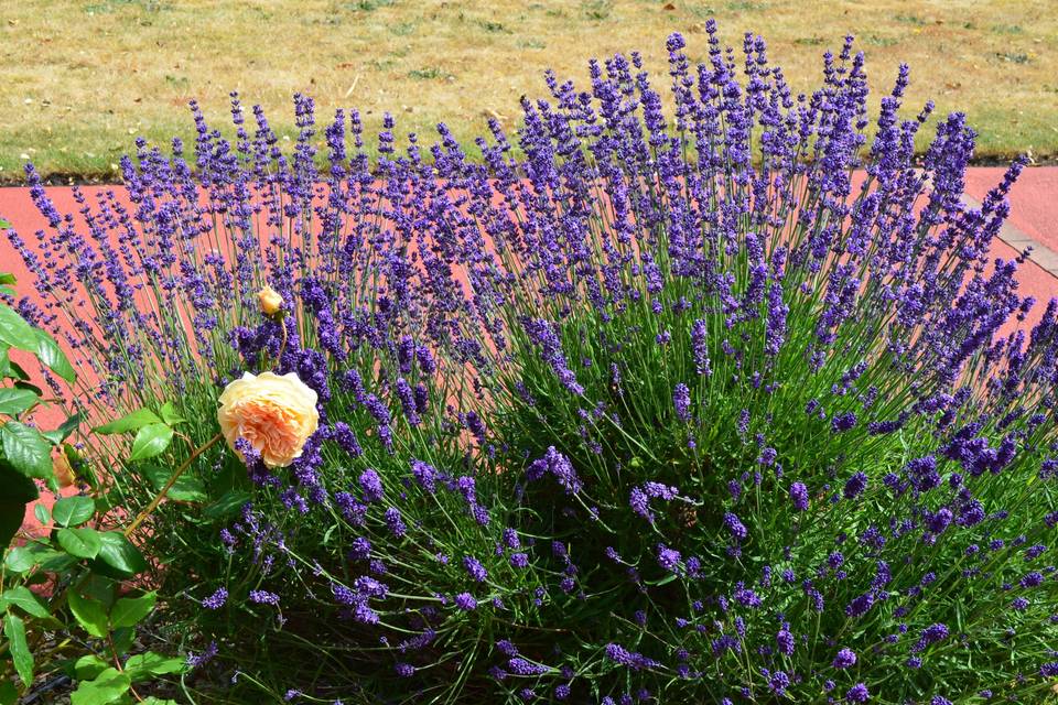 Lavender near outdoor dining