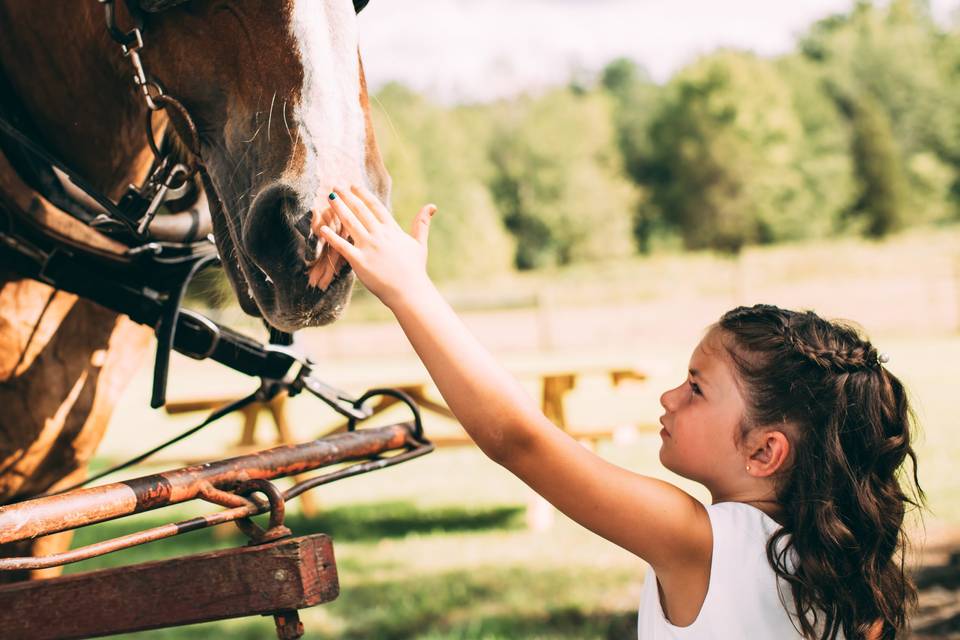 Horses