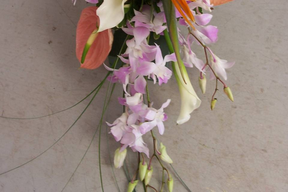 Tropical cascading bouquet of Birds of Paradise, antherium, orchids & calla lilies.