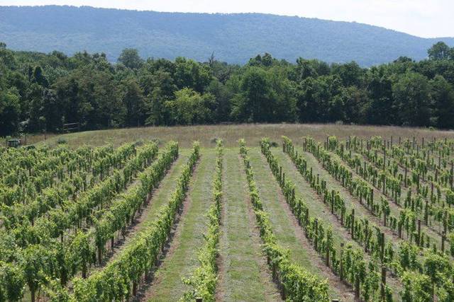 Vineyard