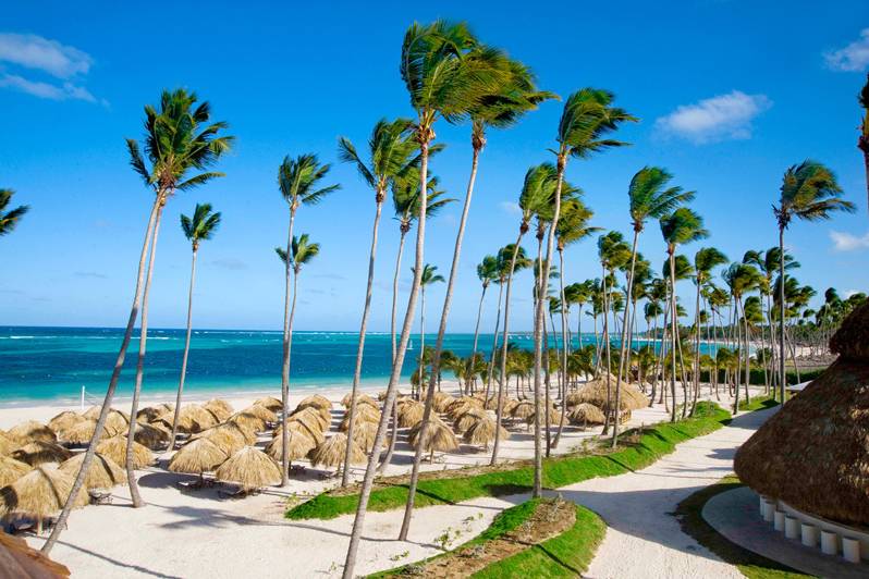 Palms waving in the breeze