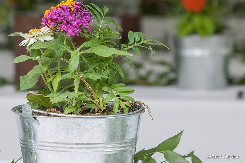 Centerpiece planters