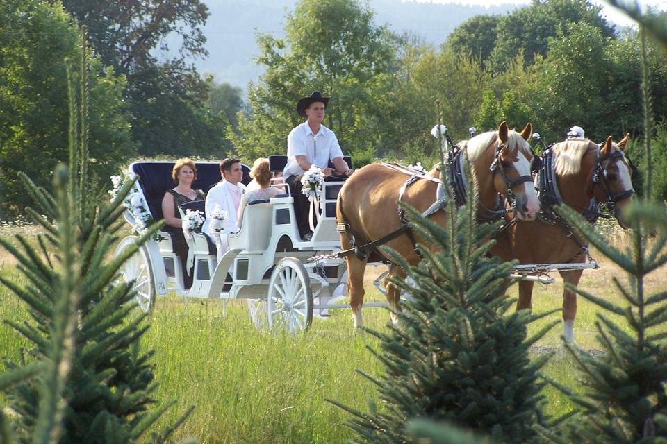 Horse and carriage arrival