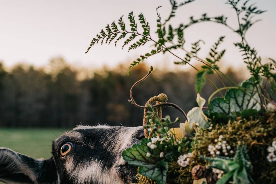 Windy Hill Farm