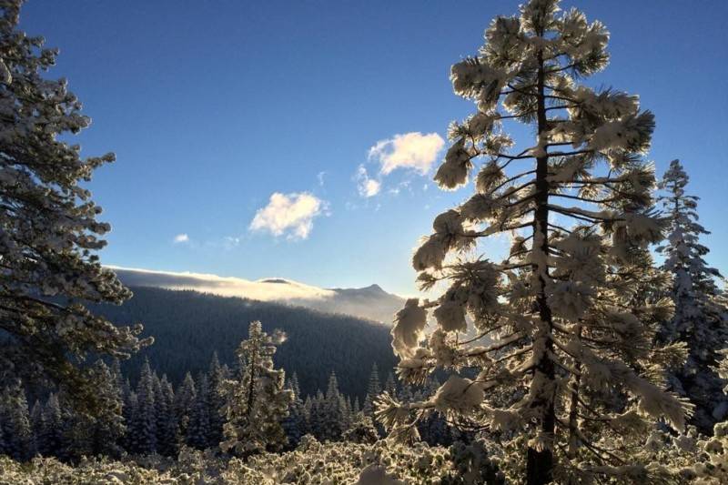 Trees in winter